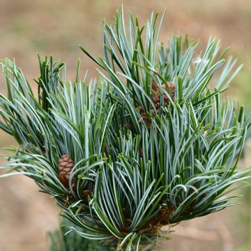 Pinus parviflora Iribune - Japanse witte den