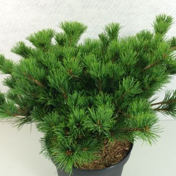 Pinus parviflora Kokuho - Japanse witte den