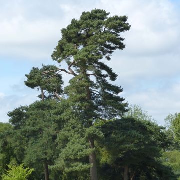 Pinus sylvestris - Grove den