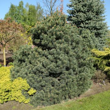 Pinus sylvestris Beuvronensis - Grove den