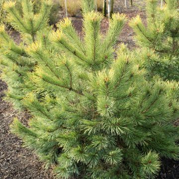 Pinus sylvestris Wintergold - Grove den