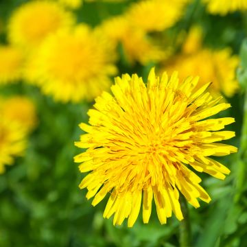 Molsla - Taraxacum officinale (zaad)