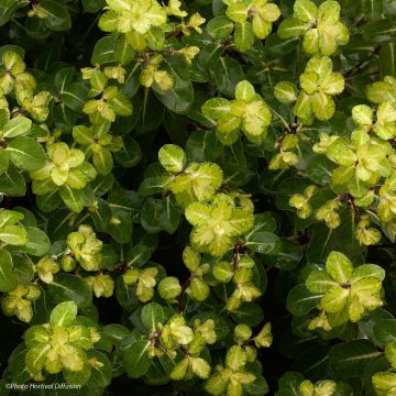 Pittosporum tenuifolium Abbotsbury Gold - Australische laurier