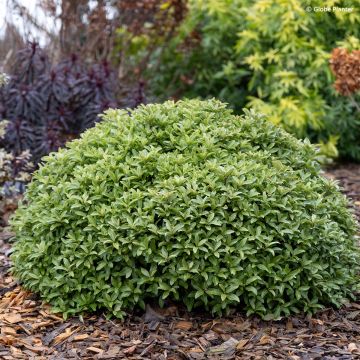 Pittosporum Orbitea - Australische laurier
