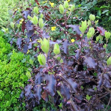 Pittosporum tenuifolium Purpureum - Australische laurier