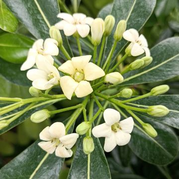 Pittosporum tobira - Kleefzaad