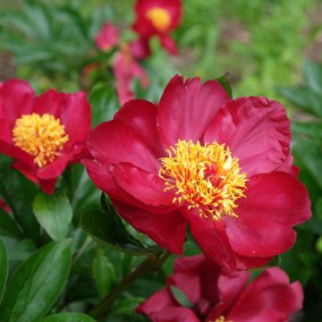 Paeonia Blaze - Pioen