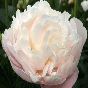 Paeonia lactiflora Corinne Wersan - Pioenroos