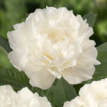 Paeonia lactiflora Fringed Ivory - Pioenroos