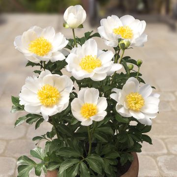Paeonia lactiflora Patio Peony Dublin - Pioenroos