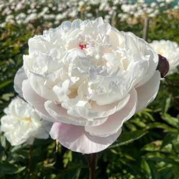 Paeonia lactiflora Vogue - Pioenroos