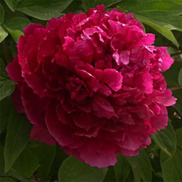 Paeonia suffruticosa Bai Yuan Hong Xia - Boompioen