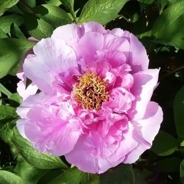 Paeonia suffruticosa Fen He Piao Jiang - Boompioen