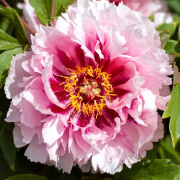 Paeonia suffruticosa Lan Bao Shi (Blue Jewel, Blue Sapphire) - Boompioen