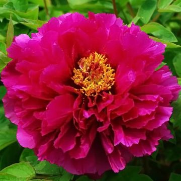Paeonia suffruticosa Luo Yang Hong - Boompioen