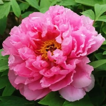 Paeonia suffruticosa Rou Fu Rong - Boompioen