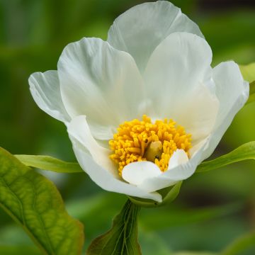 Paeonia emodi Late Windflower - Pioen