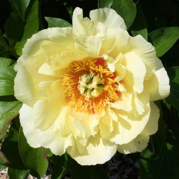 Paeonia Itoh Yellow Crown - Itoh-pioen