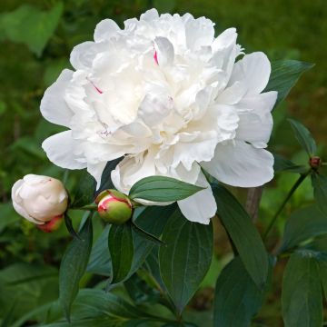 Paeonia lactiflora Avalanche - Pioenroos