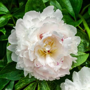 Paeonia lactiflora Boule de Neige - Pioenroos