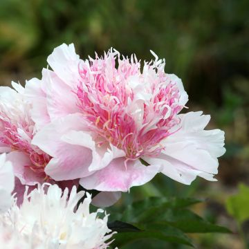 Paeonia lactiflora Do Tell - Pioenroos