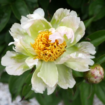 Paeonia lactiflora Green Lotus - Pioenroos