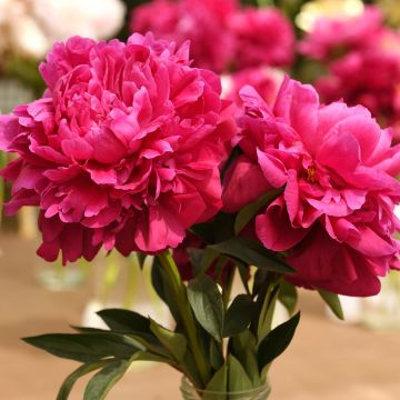 Paeonia lactiflora Kansas - Pioenroos