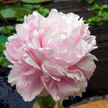 Paeonia lactiflora Morning Kiss - Pioenroos