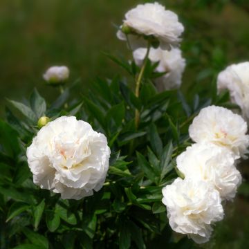 Paeonia lactiflora Mother's Choice - Pioenroos