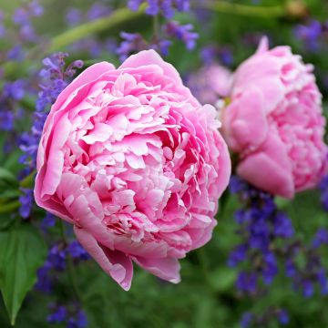 Paeonia lactiflora Sarah Bernhardt - Pioenroos