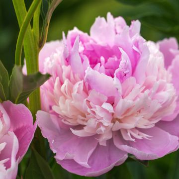 Paeonia lactiflora Sorbet - Pioenroos