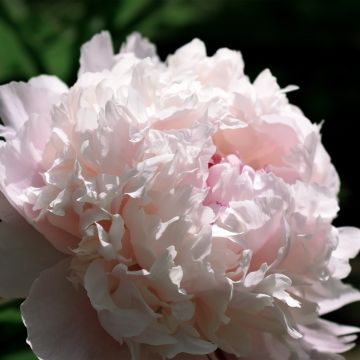 Paeonia lactiflora Chiffon Parfait - Pioenroos