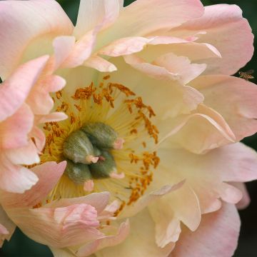 Paeonia lactiflora King's Day - Pioenroos
