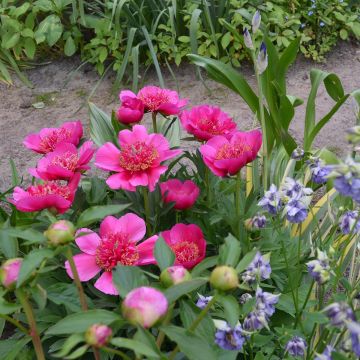 Paeonia officinalis Anemoniflora - Boerenpioen