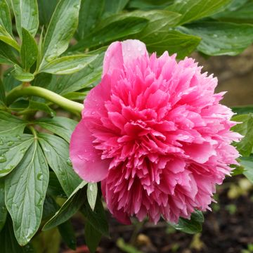 Paeonia officinalis Rosea Plena - Boerenpioen