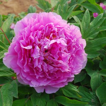 Paeonia suffruticosa Ling Hua Zhan Lu - Boompioen