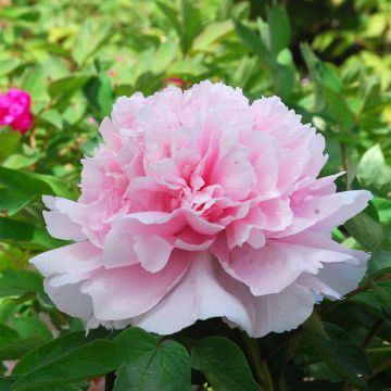 Paeonia suffruticosa Zhao Fen - Boompioen