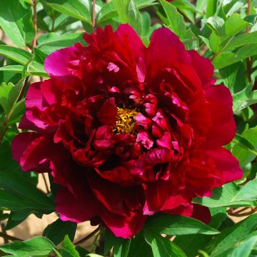 Paeonia suffruticosa Zhu Guang Mo Run - Boompioen