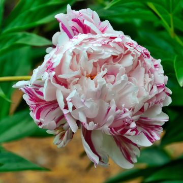 Paeonia lactiflora Candy Stripe - Pioen
