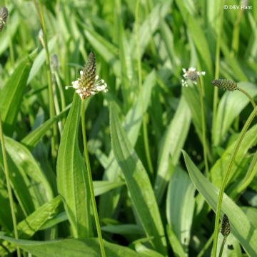 Smalle weegbree - Plantago lanceolata