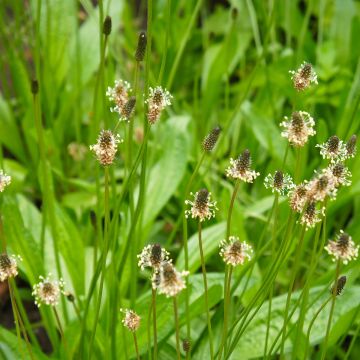 Smalle weegbree BIO - Plantago lanceolata (zaad)