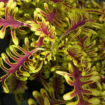 Coleus Skeletal - Siernetel