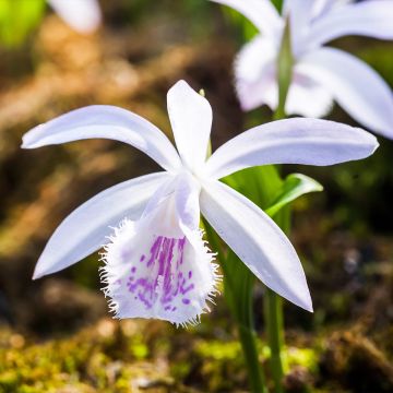 Pleione Glacier Peak - Aardorchidee