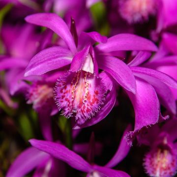 Pleione Tongariro - Aardorchidee