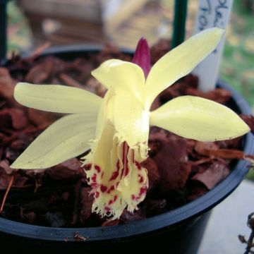 Pleione forrestii - Aardorchidee