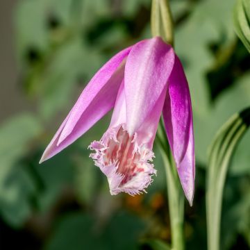 Pleione formosana - Aardorchidee