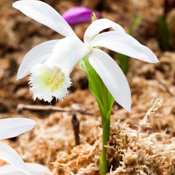 Pleione formosana Alba - Aardorchidee