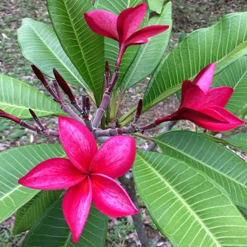 Plumeria rubra - Frangipanier