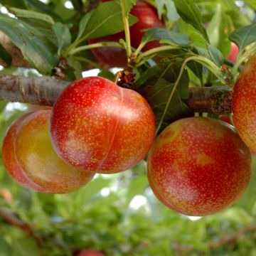 Pluot - Prunus salicina × armeniaca Flavor Candy