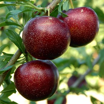 Pluot - Prunus salicina Purple Candy